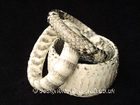Python Snakeskin Bangle Stack